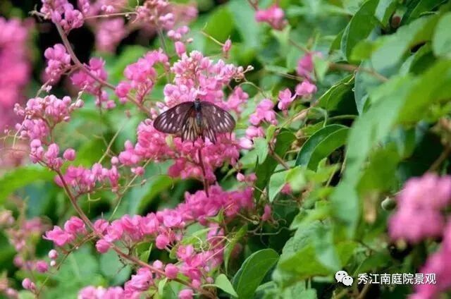 看爬藤植物如何美化庭院 秀江南庭院景观 微信公众号文章阅读 Wemp