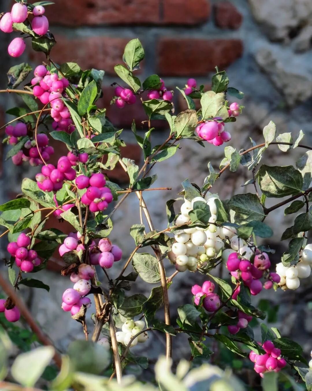 15种新晋秋冬网红花，你都认识吗？