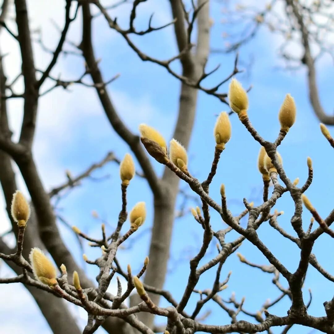 春天到了，你那的玉兰花开了吗？