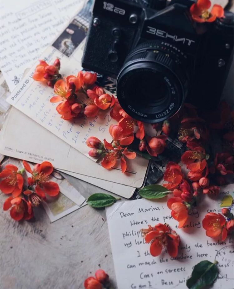 干花魔法：沏“花茶”