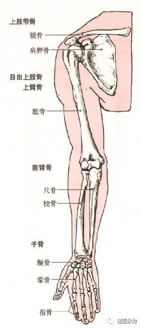 们要认识两个概念，上肢带骨和自由上肢骨。上肢带骨包括锁骨和肩胛骨。自由上肢骨包括肱骨、尺骨、桡骨、腕