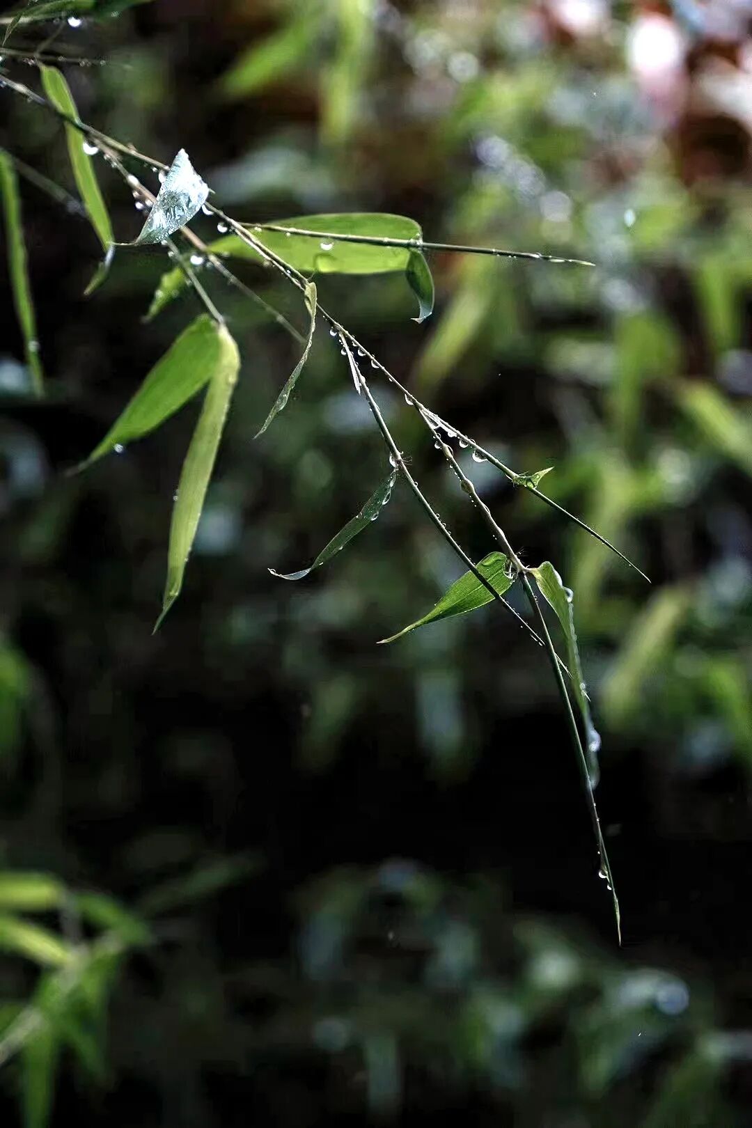 好在红河自此爱上了雨天的红河