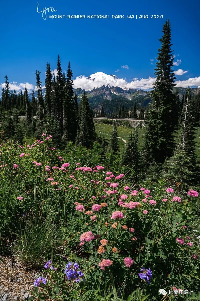 今夏最美的雪山花海 虽迟但到 终于开演 Rainier赏花攻略 远夏在路上 微信公众号文章阅读 Wemp