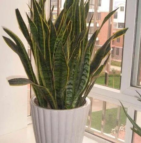 这“4种”花，再便宜也不要买，掰1根枝插土里，不久养成一整盆