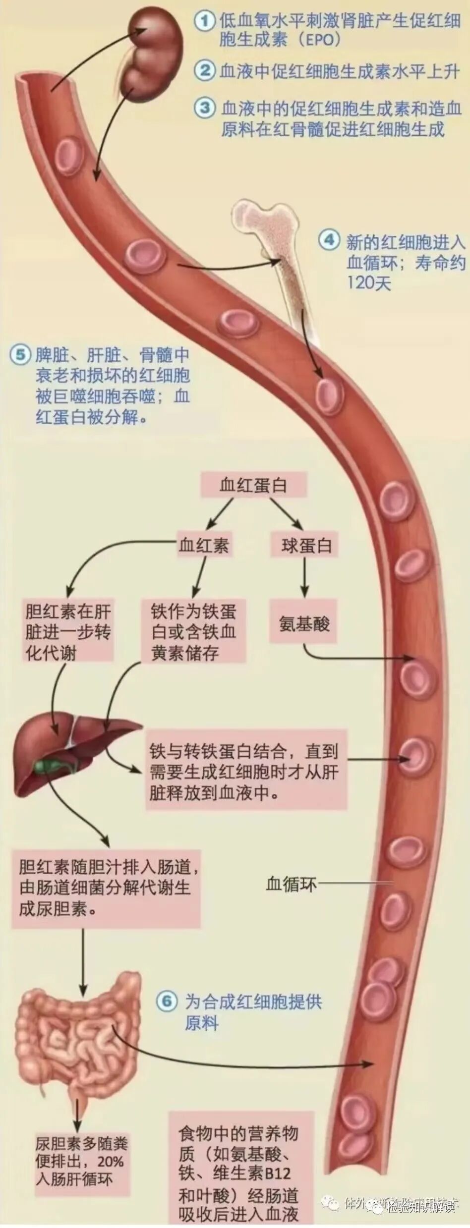 rbc直方图怎么看血常规报告相关指标检测意义及血常规结果查看贫血类型_https://www.jmylbn.com_新闻资讯_第5张