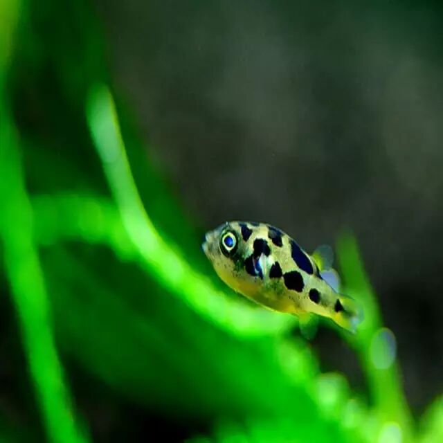 【久养神功】宠物小精灵——巧克力娃娃鱼的饲养攻略