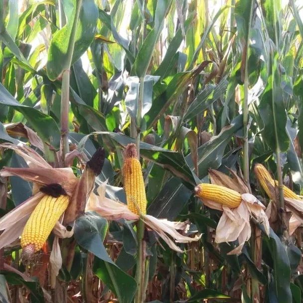 高温高湿有利生长，新季玉米单产提高无悬念？