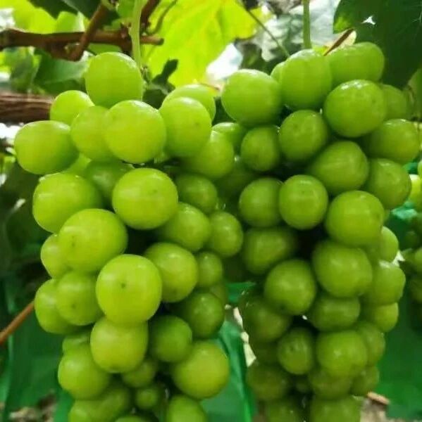 来自珠江源头的馈赠 —— 绿色阳光玫瑰