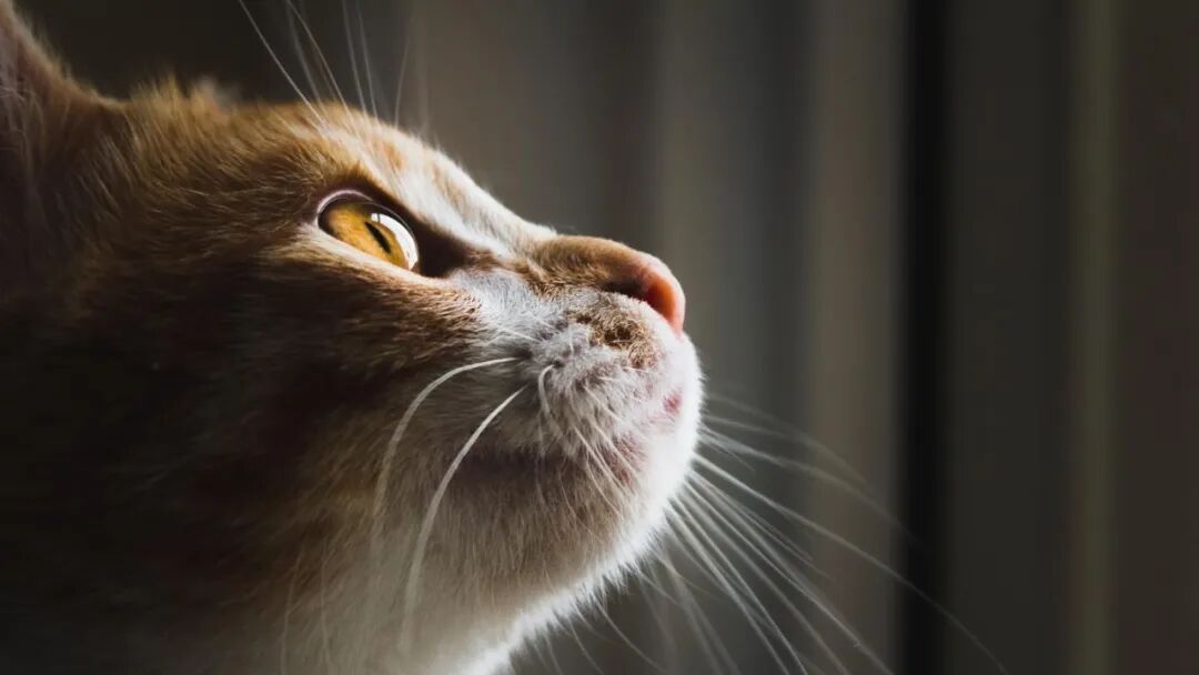 虐猫考生被取消资格