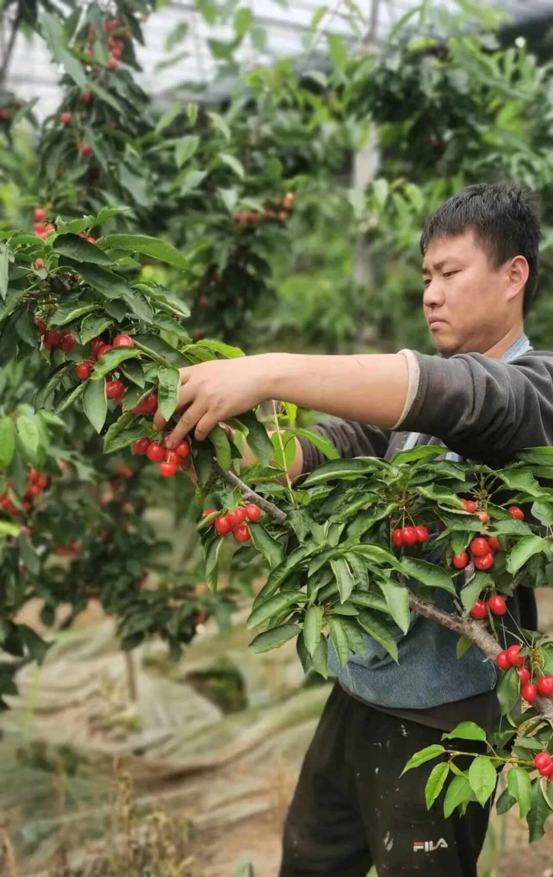 潍坊寿光人间最美四月天大棚樱桃展红颜