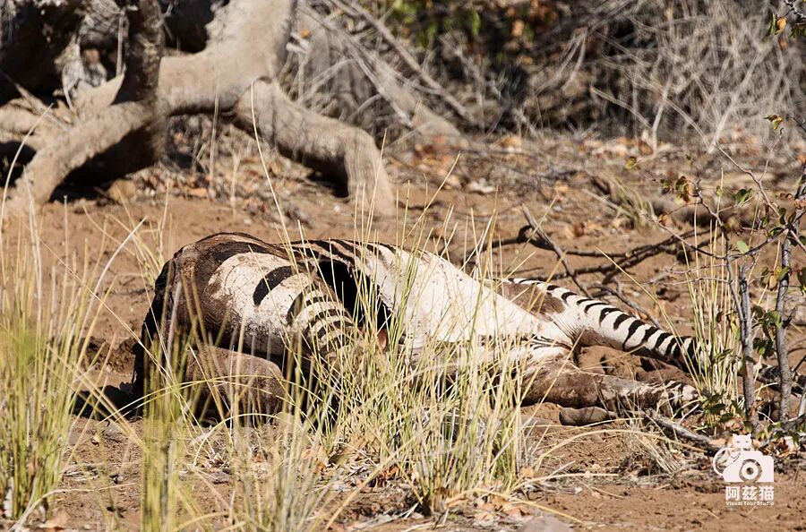 纳米比亚：骷髅海岸追踪沙漠狮