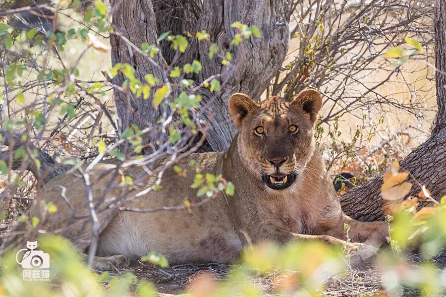 纳米比亚：骷髅海岸追踪沙漠狮