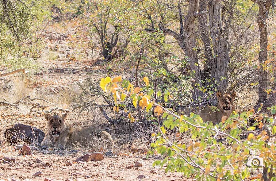 纳米比亚：骷髅海岸追踪沙漠狮