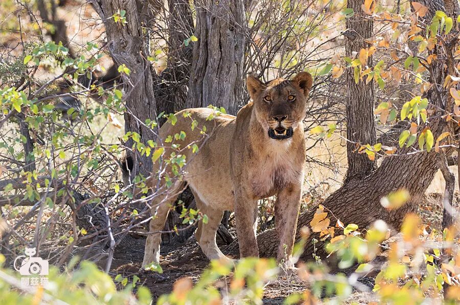 纳米比亚：骷髅海岸追踪沙漠狮