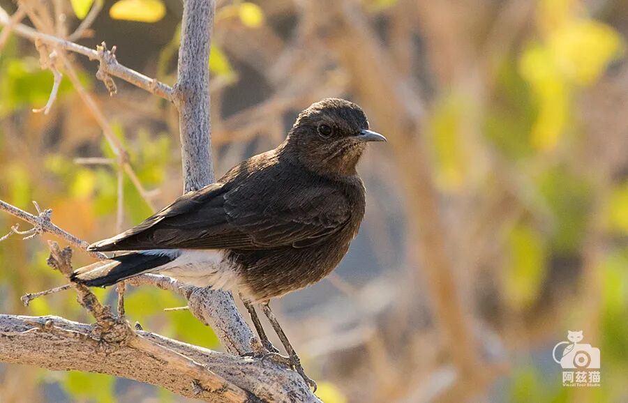 纳米比亚观鸟记（四）：“隐形鸟”