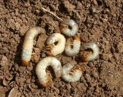 噻虫胺67药效比辛硫磷高10多倍能治几十种害虫地下地上害虫统杀