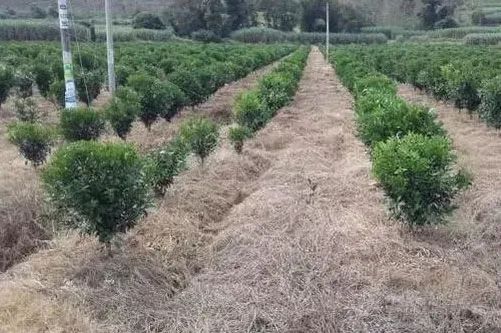 除草剂配方_除草剂配方制作大全_除草剂调配方法