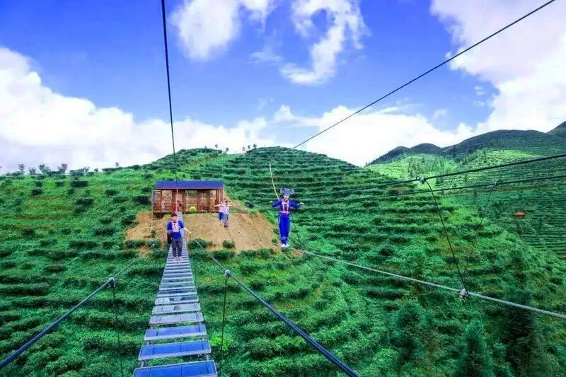 富宁县鸟王山茶园风景区