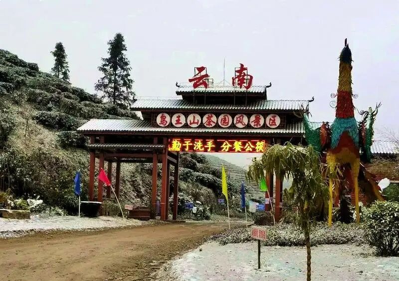 富宁县鸟王山茶园风景区