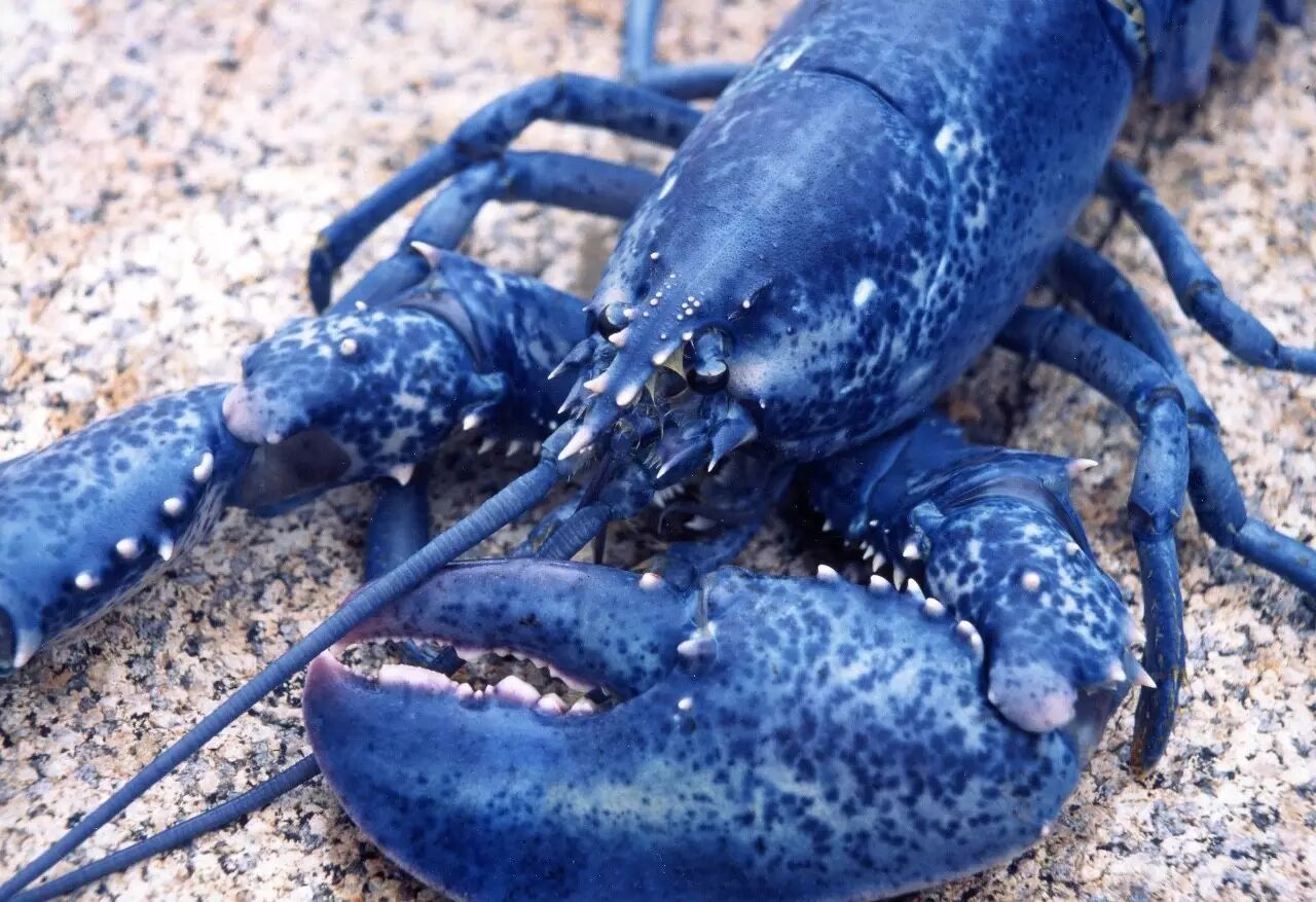 布列塔尼蓝龙虾(brittany blue lobster)