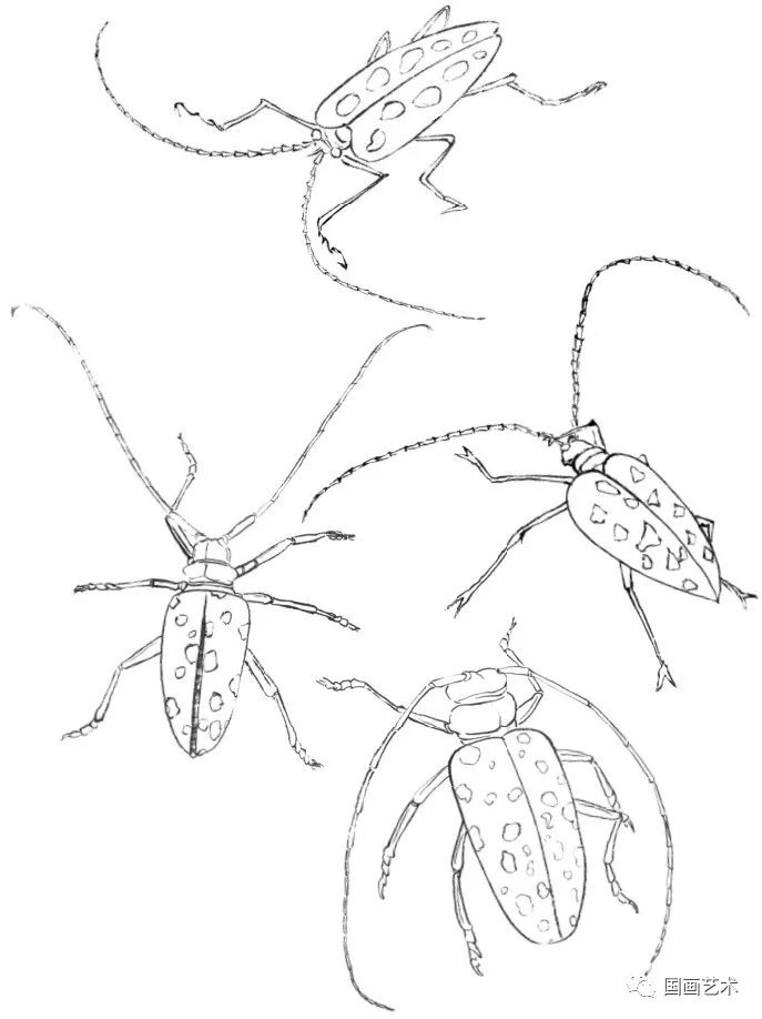 图文教程 | 分步教你画一只白描【天牛】 - chrome插件网