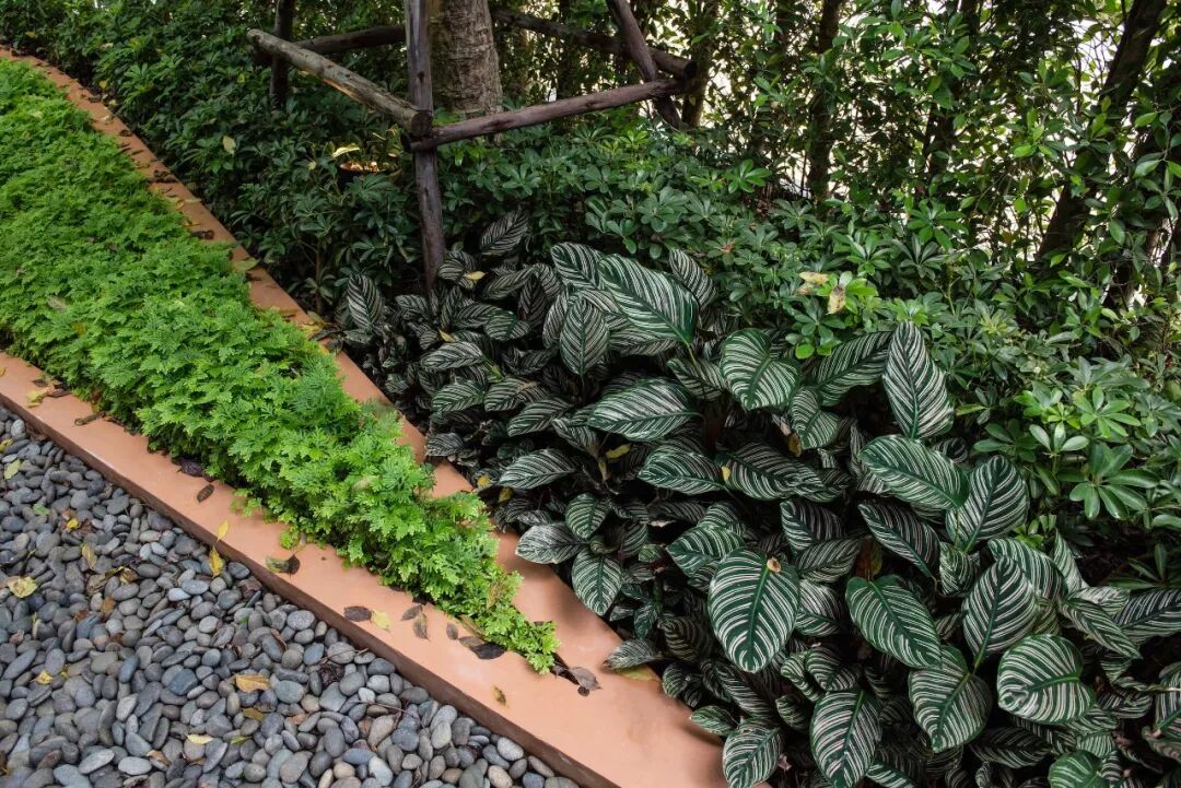 小小一方种植池，主角配角两相宜