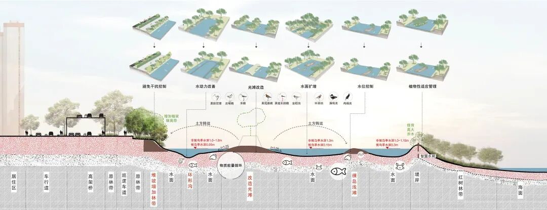 一方/未名新作首发 I 深圳岸线与候鸟共栖-基于NbS的福田红树林国家级自然保护区鸟类生境修复_景观中国