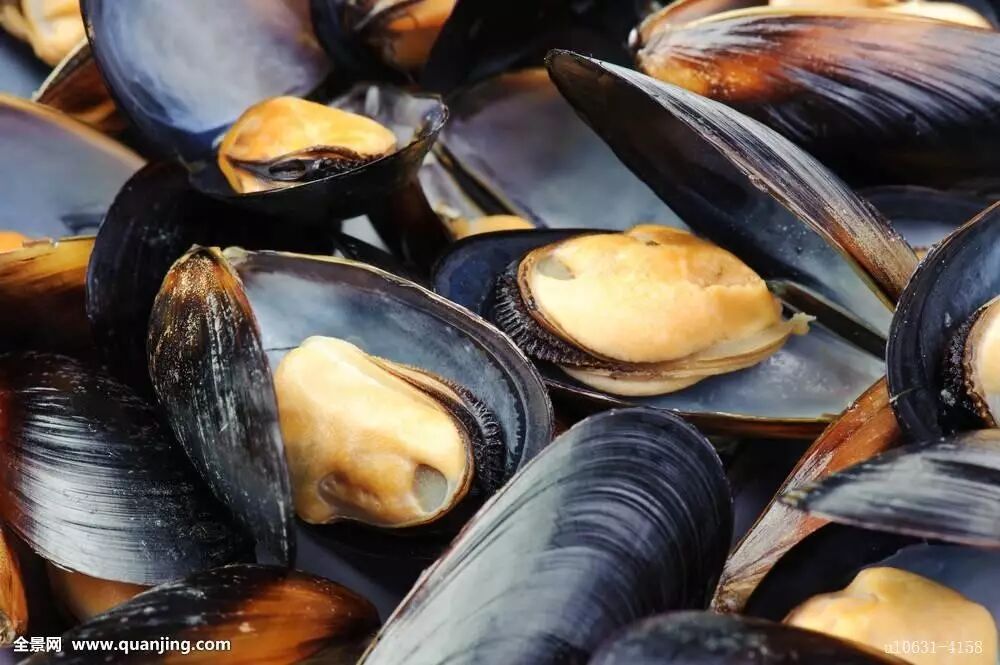 海错图贻贝淡菜青口具是夫人