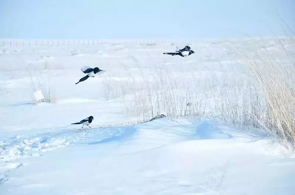 冬天沒看過雪，就等於白過了！ 旅遊 第13張