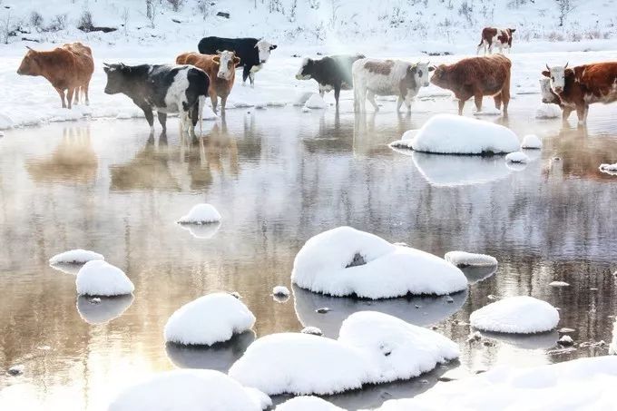 冬天沒看過雪，就等於白過了！ 旅遊 第8張