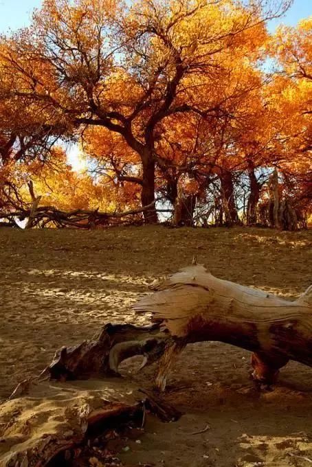 中国8大国家公园，让全世界都惊艳！