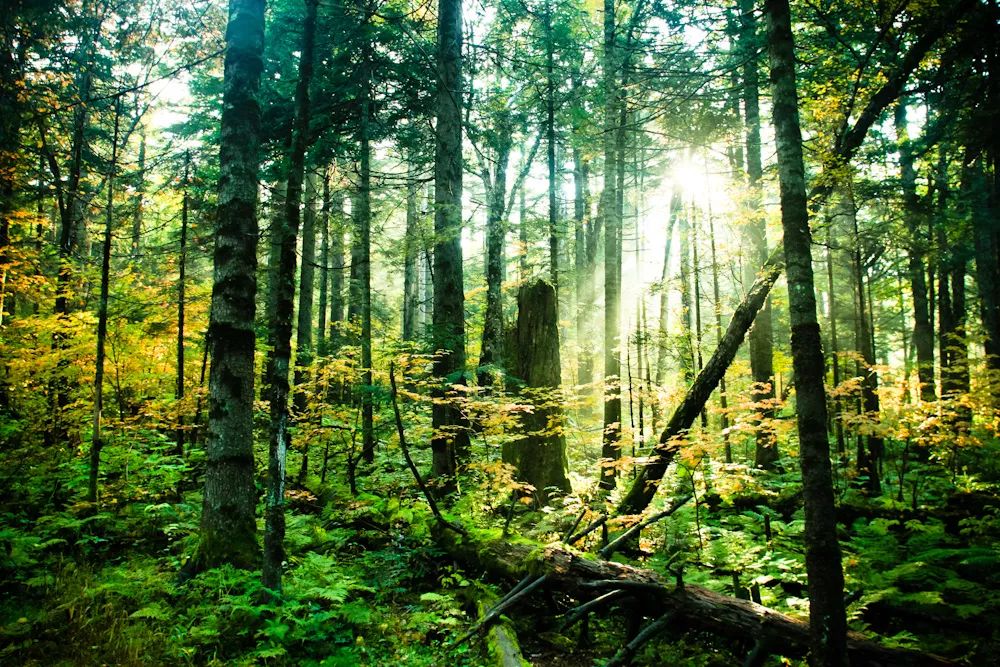 中国8大国家公园，让全世界都惊艳！