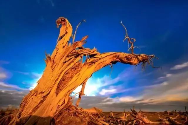 中国8大国家公园，让全世界都惊艳！