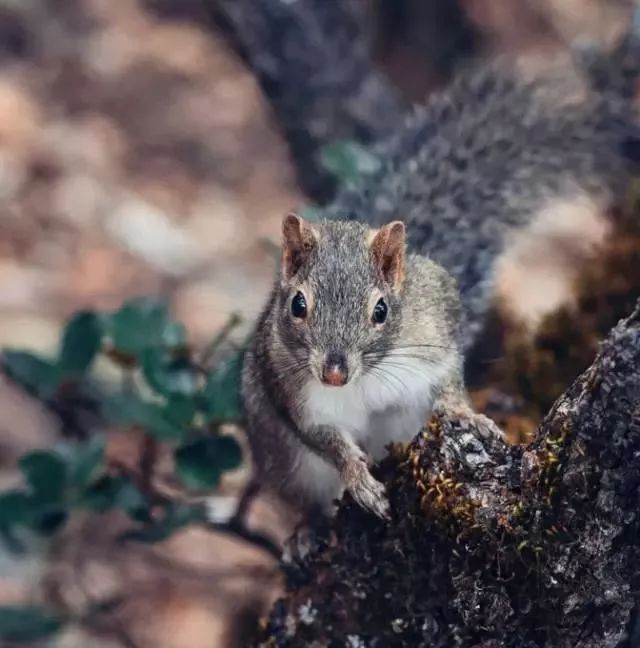 中国8大国家公园，让全世界都惊艳！