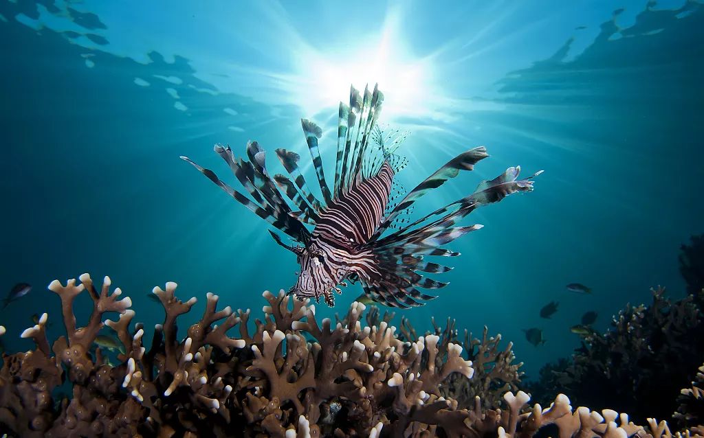 被上帝打翻的「水族館」，全球公認最美潛水聖地，不但免簽還有直航！ 旅行 第7張