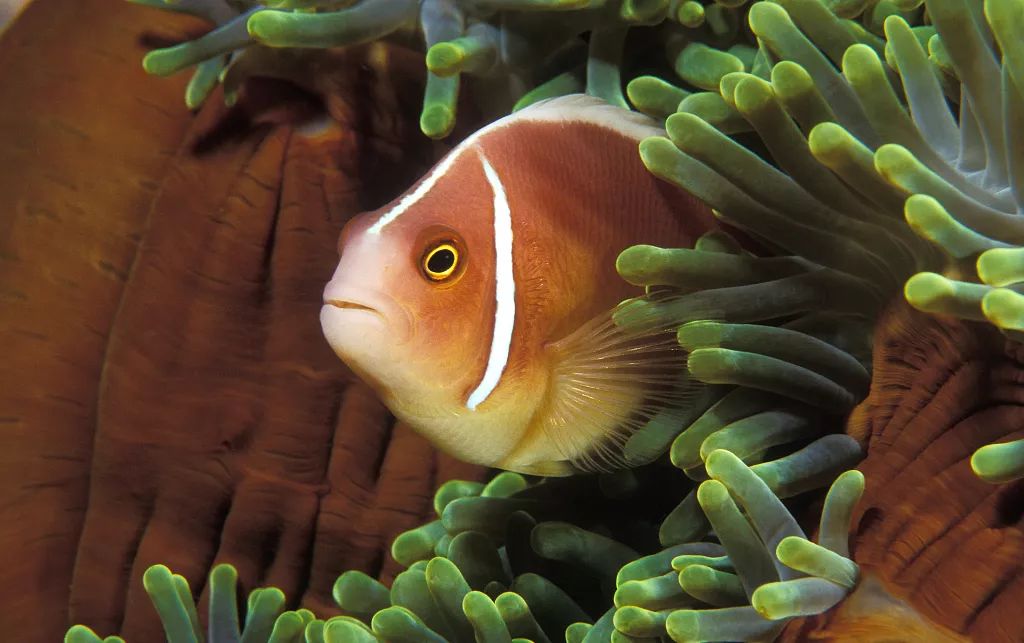 被上帝打翻的「水族館」，全球公認最美潛水聖地，不但免簽還有直航！ 旅行 第5張