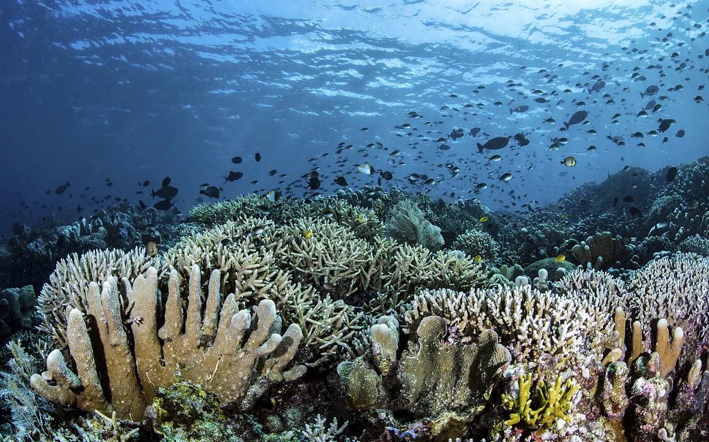 被上帝打翻的「水族館」，全球公認最美潛水聖地，不但免簽還有直航！ 旅行 第6張