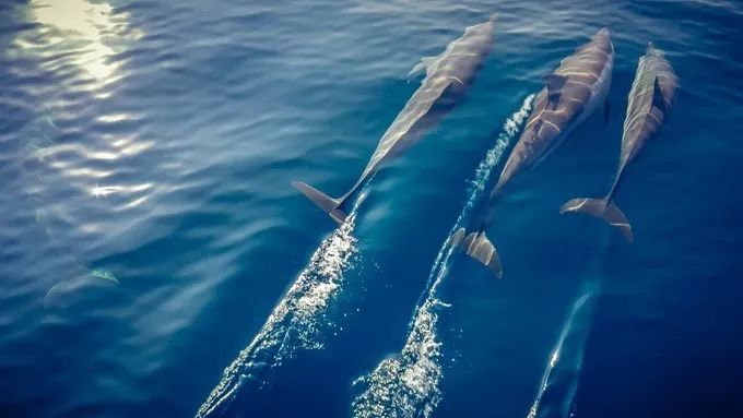 被上帝打翻的「水族館」，全球公認最美潛水聖地，不但免簽還有直航！ 旅行 第12張