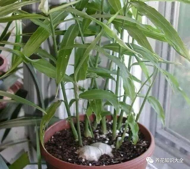 养一盆生姜，是一种怎样的体验？