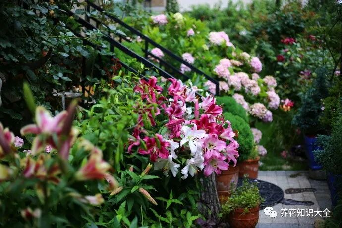 花园的梦想，一点一滴慢慢实现