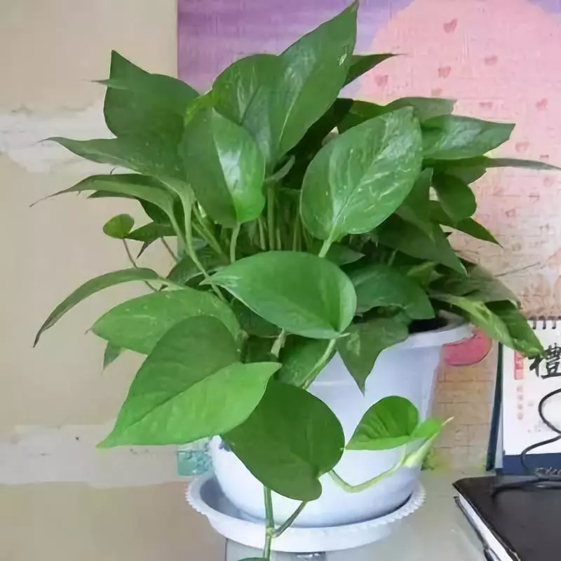 养殖绿萝这样做就对了!! 养殖绿萝这样做就对了!!