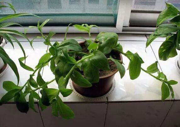 室内养花技巧，包你养花一养一个准