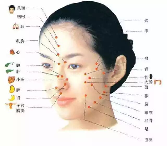 二,痘痘的位置反应病根的位置