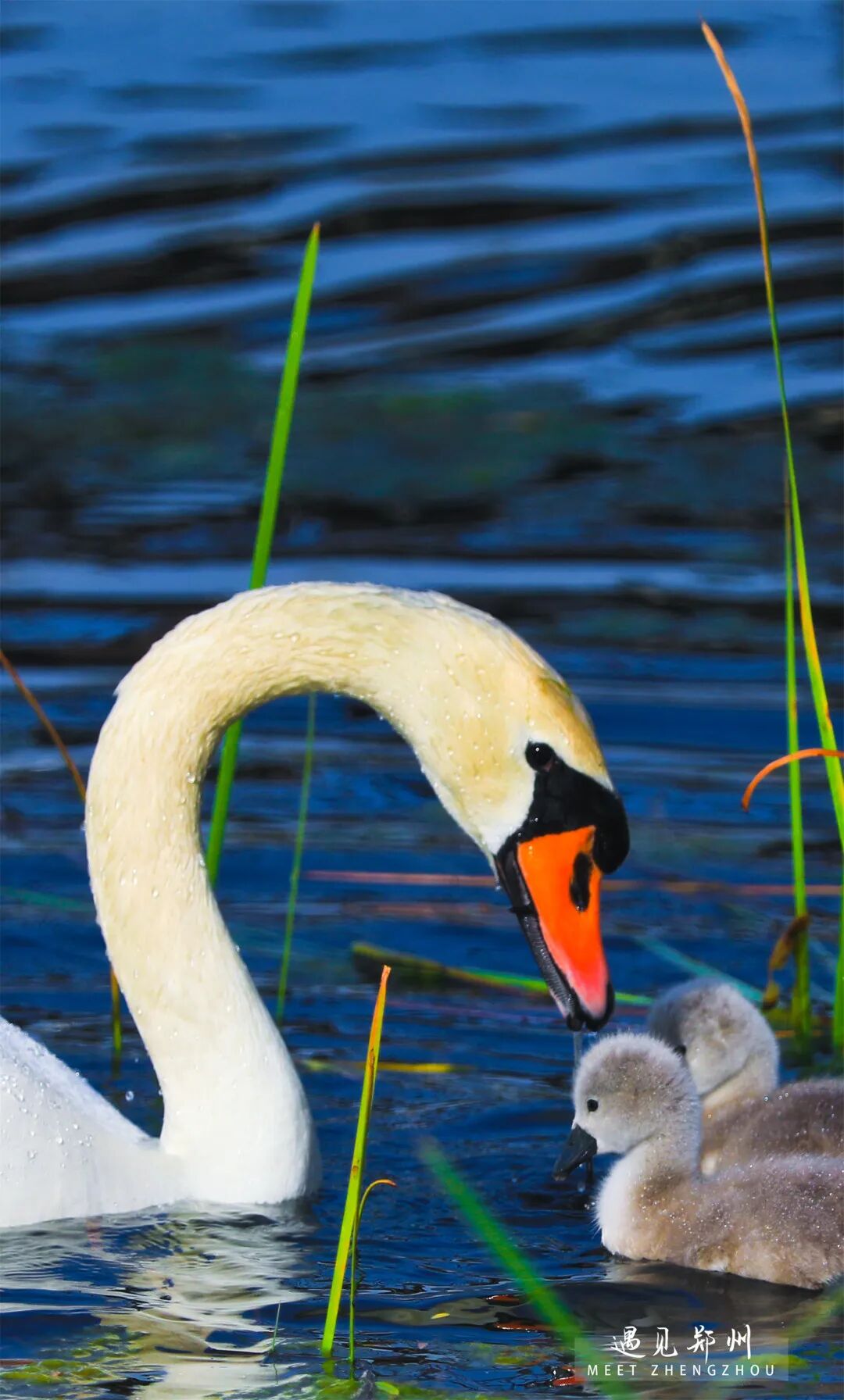 郑州版"天鹅湖"升级上演