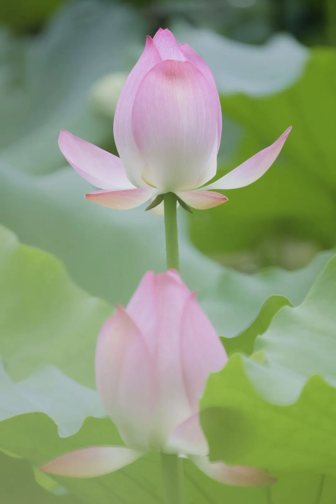 西樵山上的荷花仙境也太美了吧