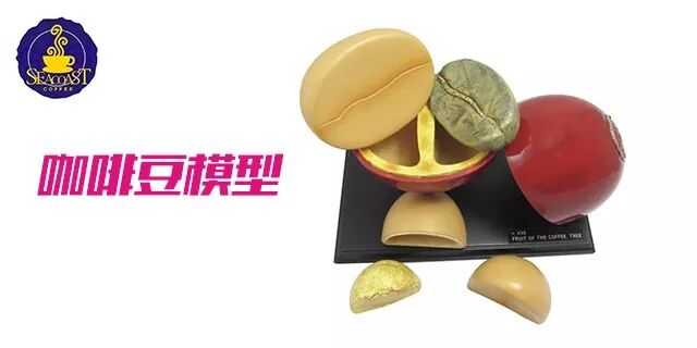 2019国际咖啡杯测大师赛-中国赛区正式拉开序幕！-咖报咖啡网