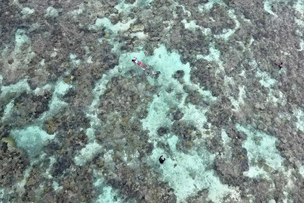 造礁珊瑚物种面临灭绝风险，气候变化引发海洋升温是主因