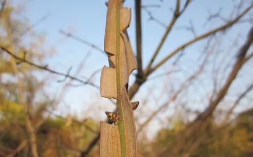 治疗慢性肾炎的关键中药之一：名称有些古怪的鬼箭羽