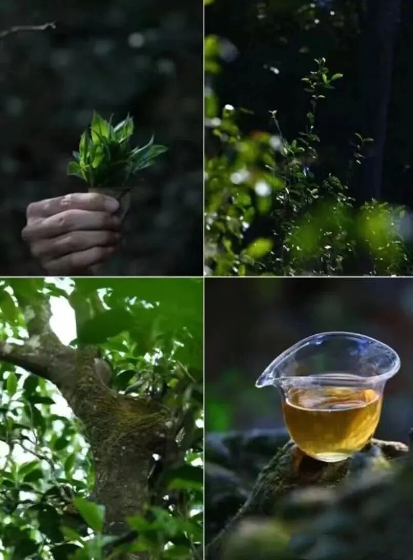 人间草木,茶语鲜香