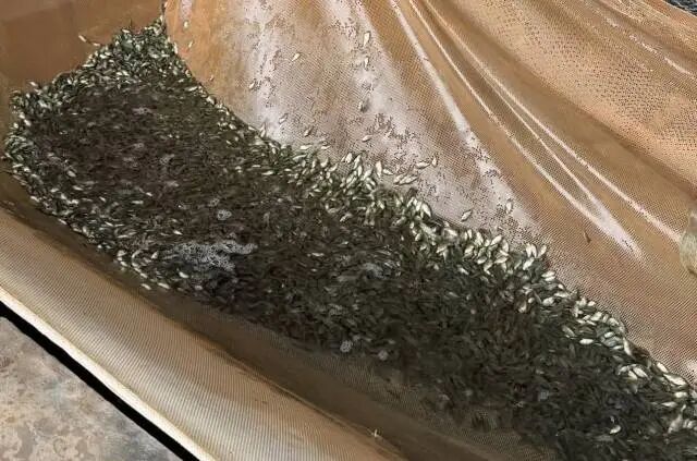 宝路公司的罗非鱼苗